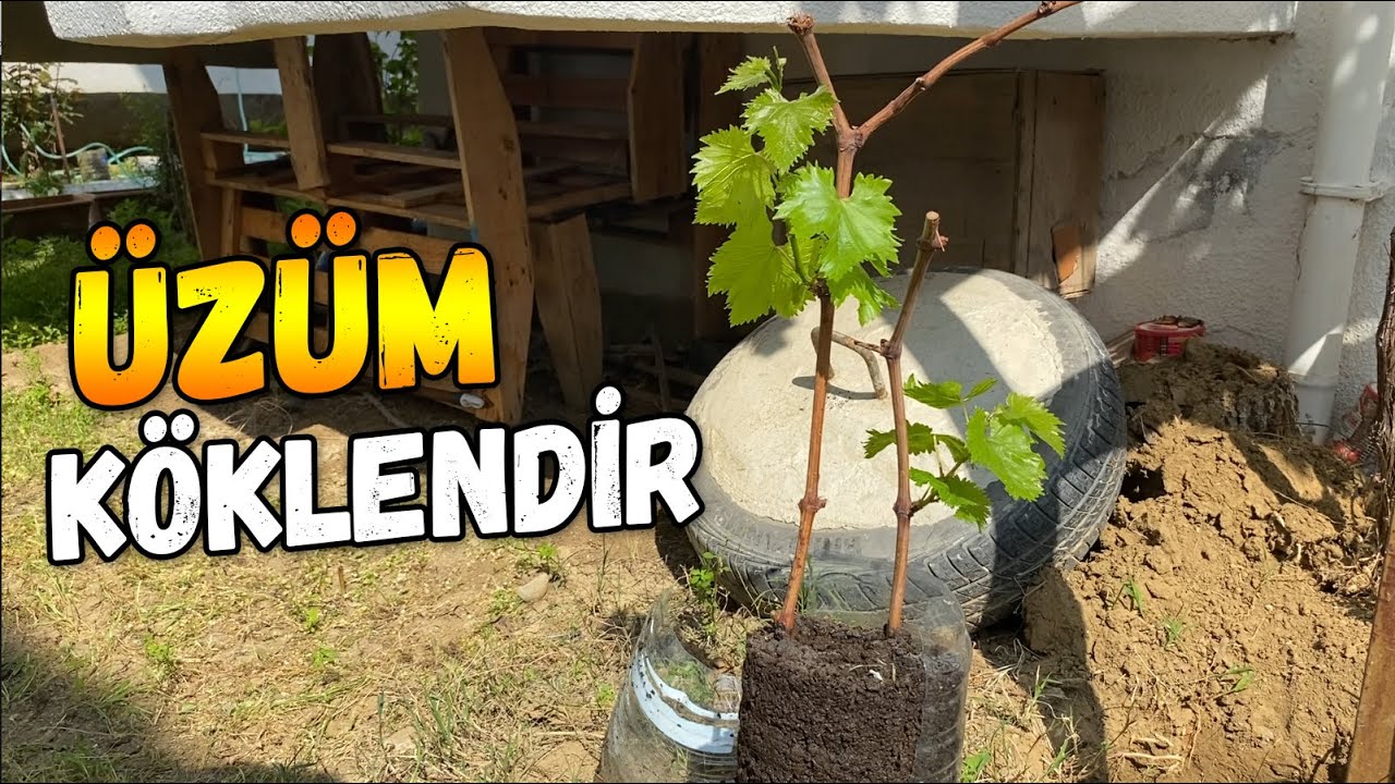 &Uuml;z&uuml;m Asma K&ouml;klendirme