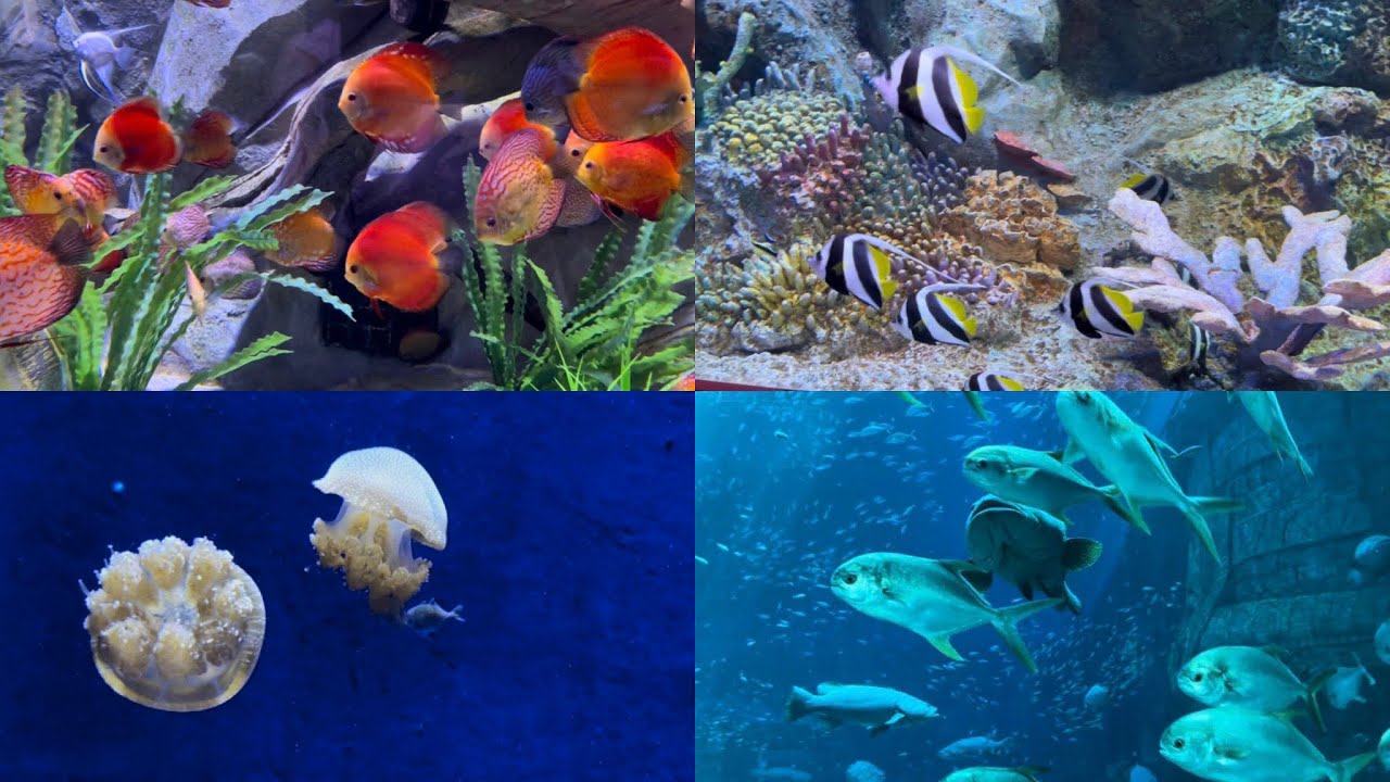 Các loại cá ở thuỷ cung Vinwonder | Fishs in Aquarium Vinwonder PhuQuoc #aquarium #vinwonder #fish