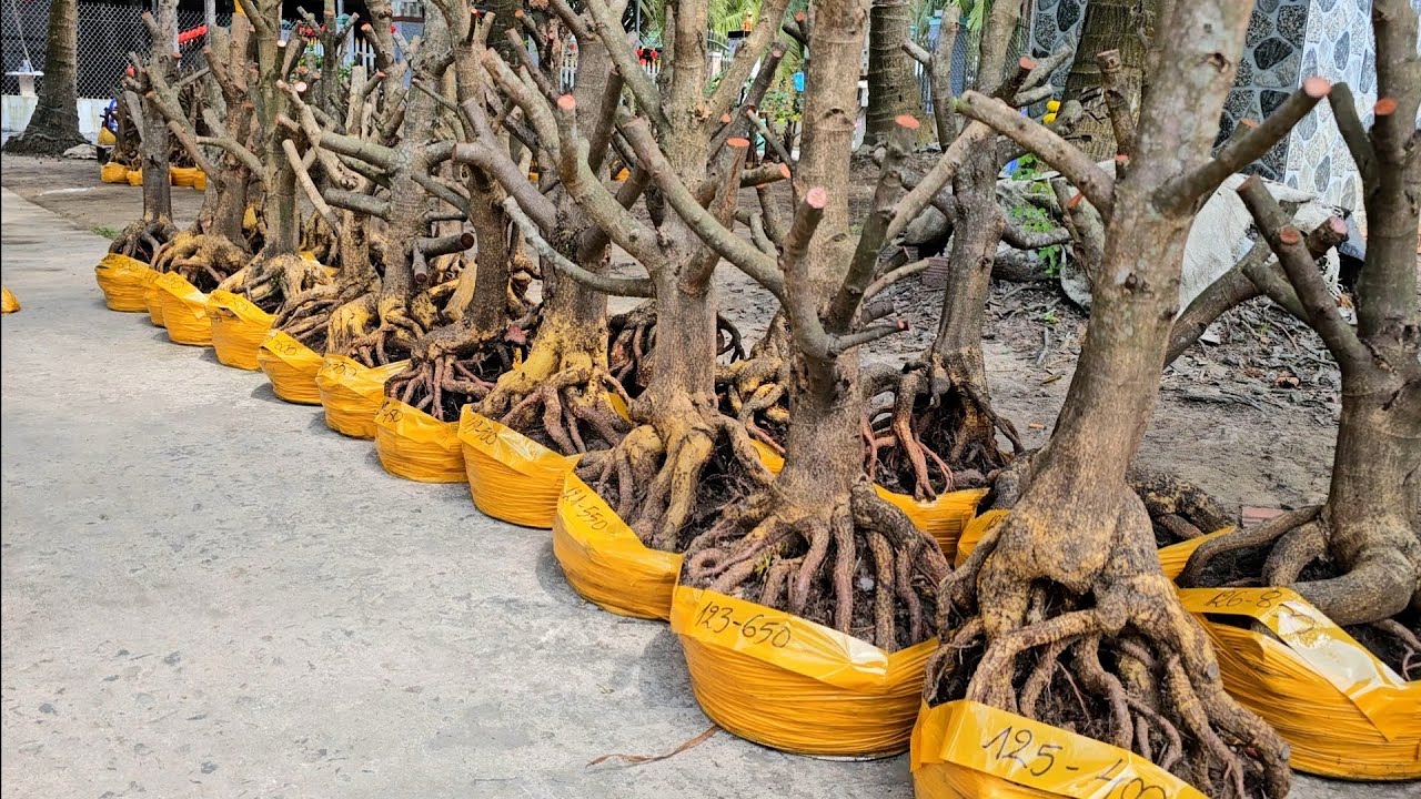 Trang 0355937917 mai giảo Thủ Đức giá rẻ 21/2 mùng 5 Tết Chợ Gạo miền tây tôi yêu (#Maivàng Quêdừa)