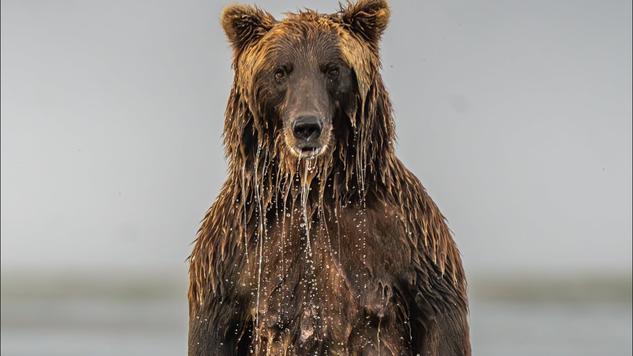 SUPER CLOSE MOM AND CUB ENCOUNTER ALASKA