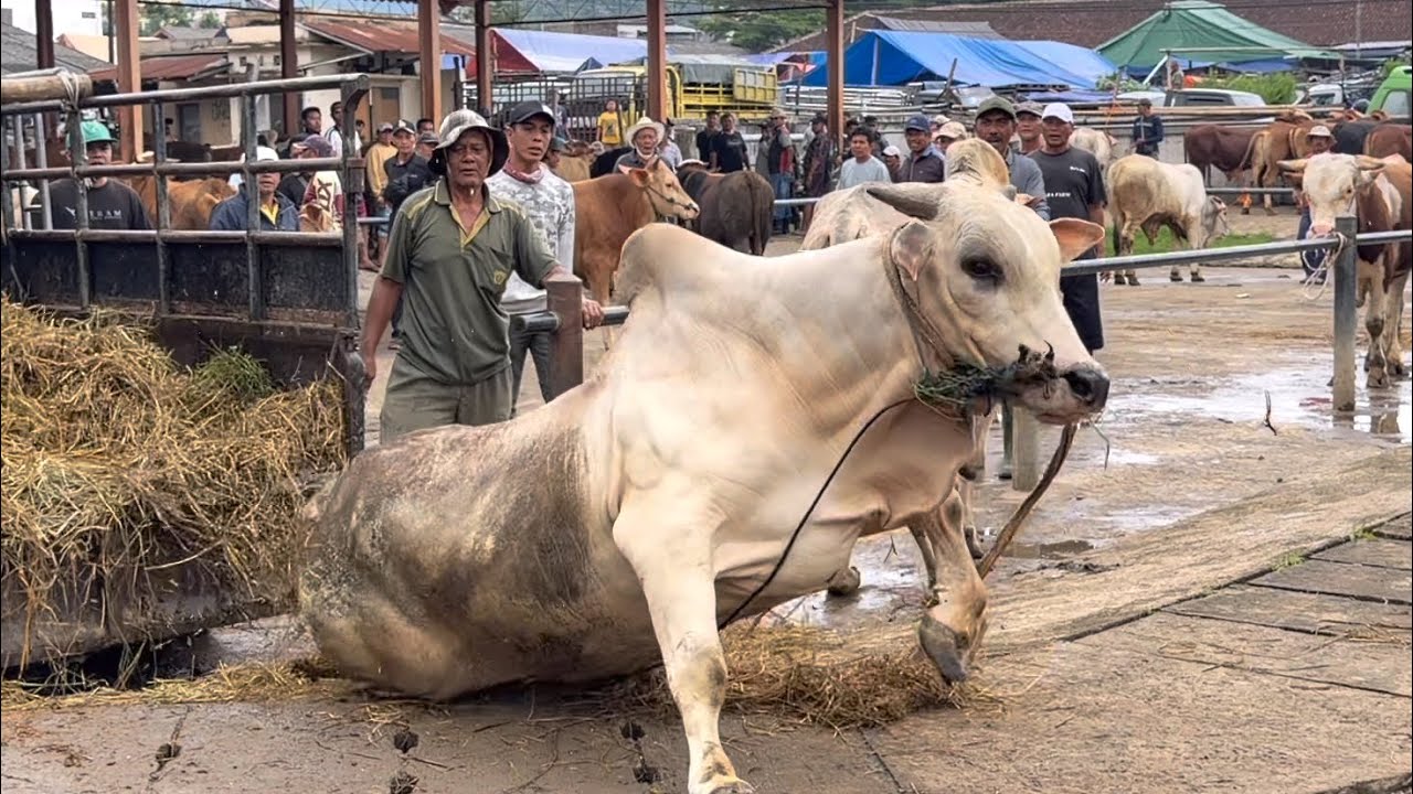 SEREM SAPI GALAK NGAMUK NABRAK PEDET 🔥🔥