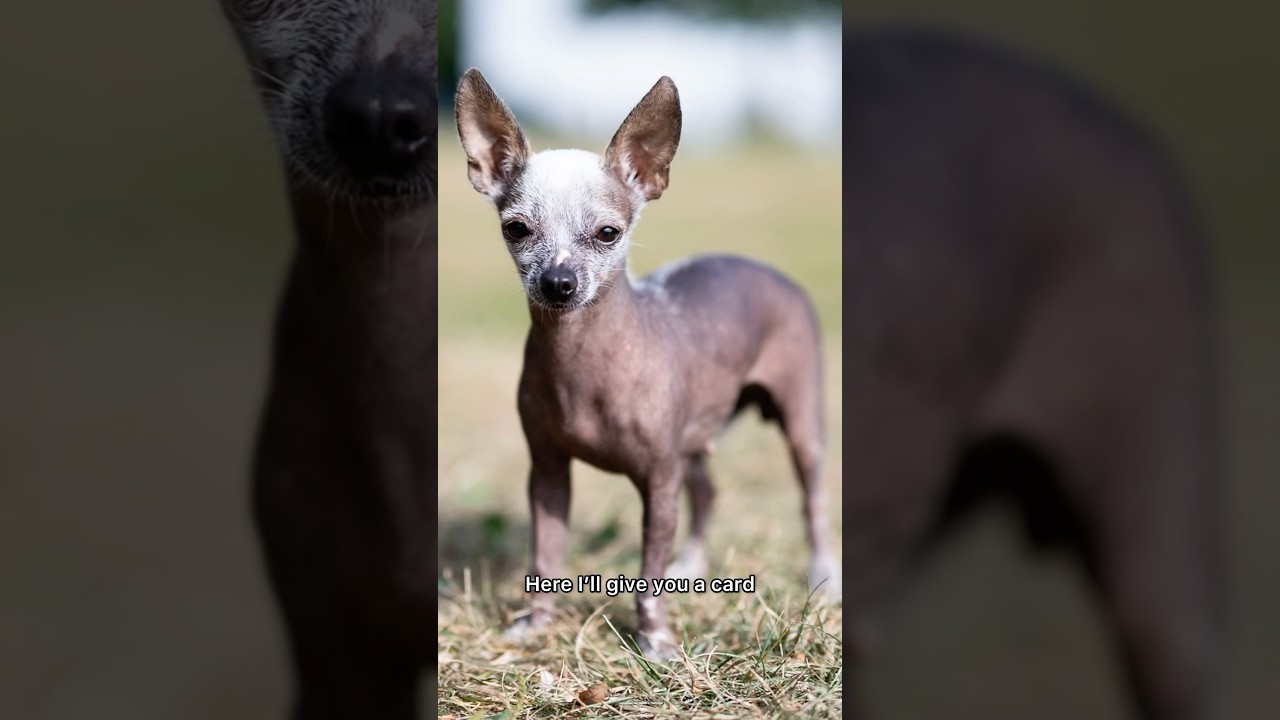 Если кому-то ещё нужна моя шляпа, посетите www.thedogist.com! 🧢