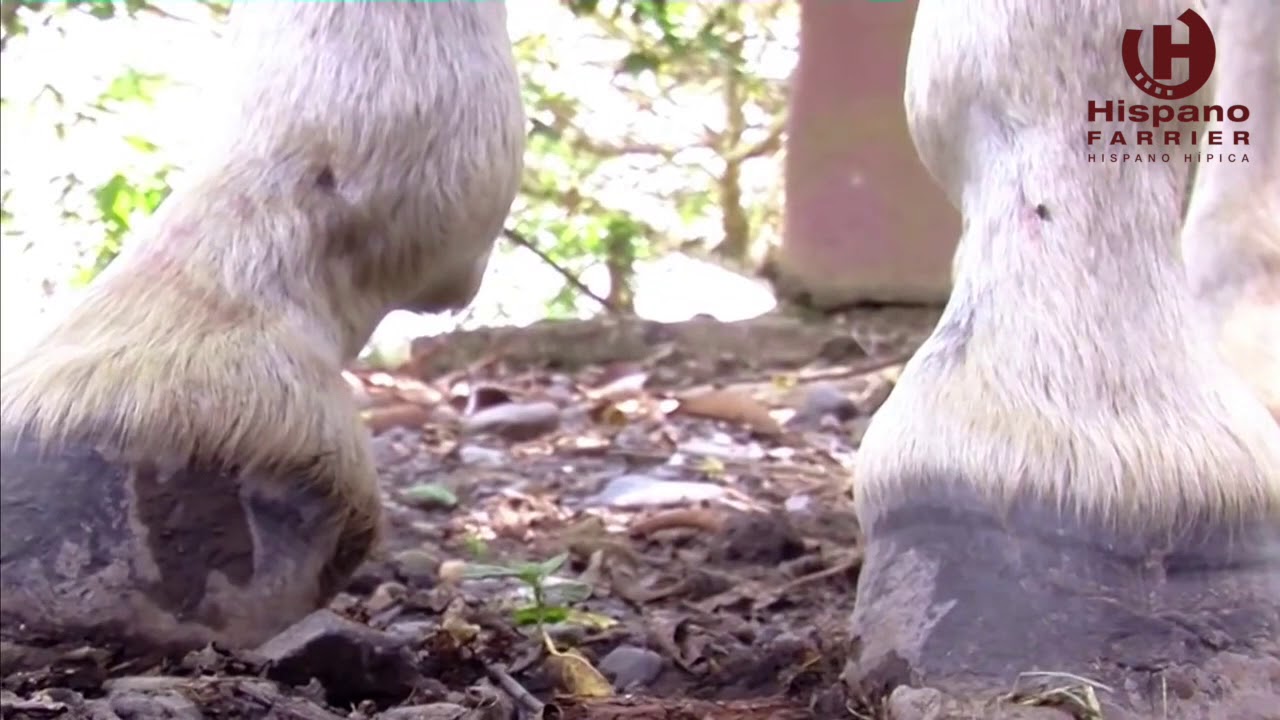 El terrible SINDROME NAVICULAR.