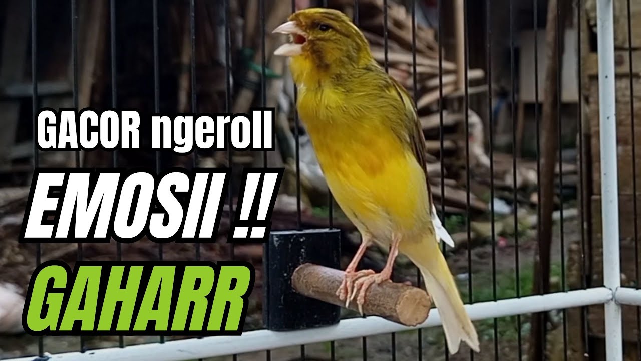 Masteran KENARI GACOR ngeroll panjang,Cuit Cuit Emosi AMPUH bikin kenari nyaut ,Masteran MURAI BATU