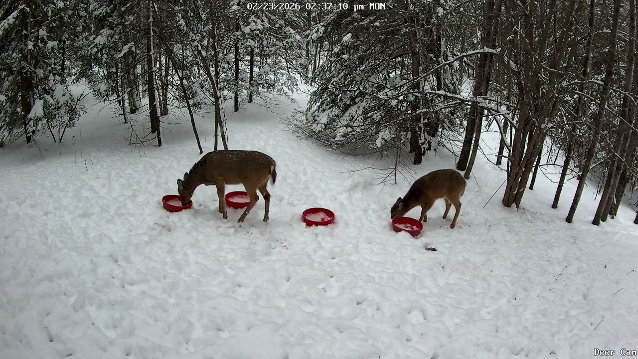 Deer 2-23-2026 2:30 PM