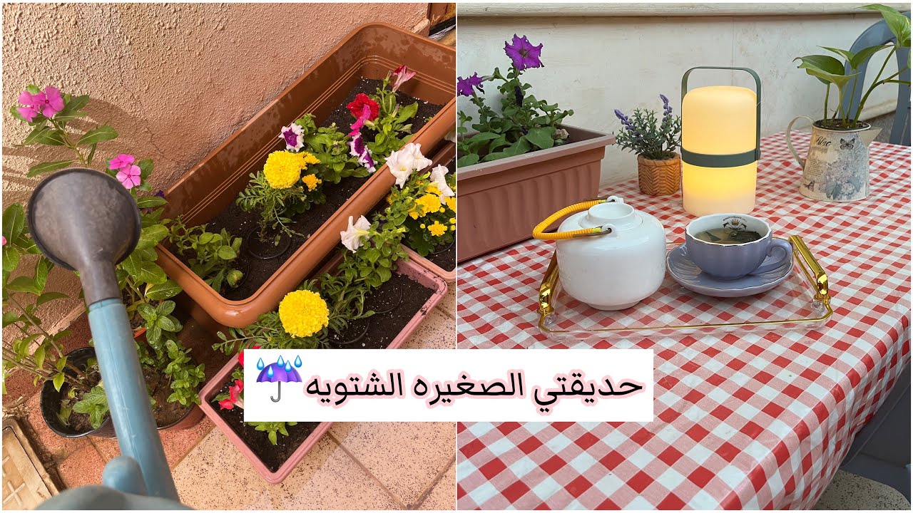روتين حديقتي الصغيره زينتها وجهزتها للشتاء ☔️ شهر #اكتوبر 🎃