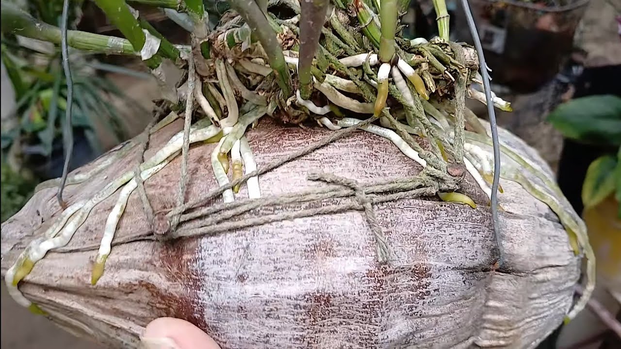🔴 ATUALIZAÇÃO  / CULTIVO DE ORQUÍDEA EM COCO 