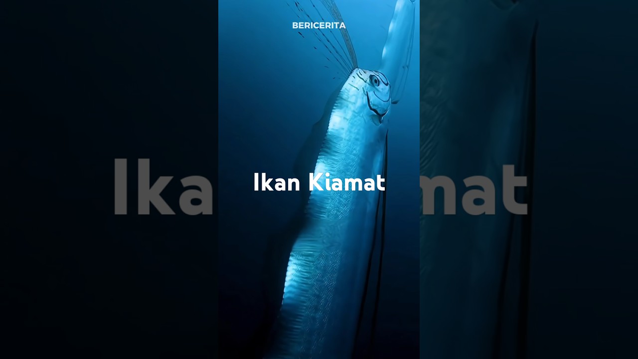 Oarfish, ikan laut misterius! Kemunculannya di permukaan sering dikaitkan dengan pertanda alam.