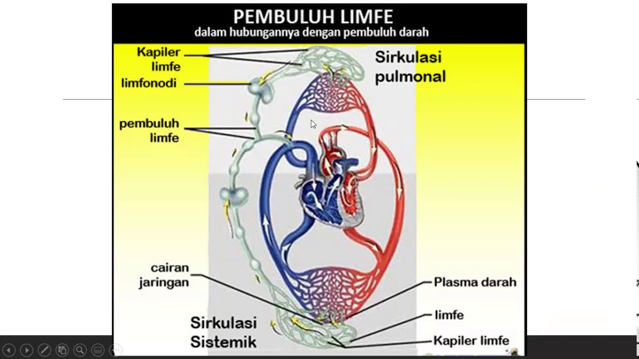 Sistem Limfatik