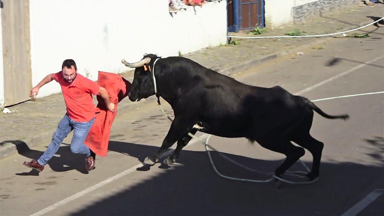 Touros HF (368,356,351,383) - Tourada 5 Ribeiras - Ilha Terceira - Açores - (8Jul2023)