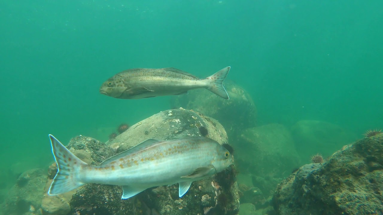 Jawbone Marine Sanctuary 1 Jan 2021