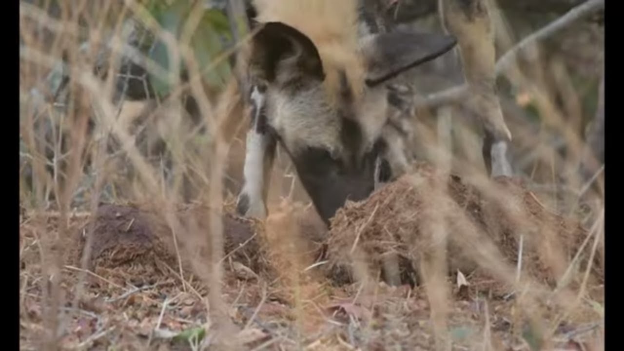 African Wild Dogs youngsters trying to cool down on a very hot African day.