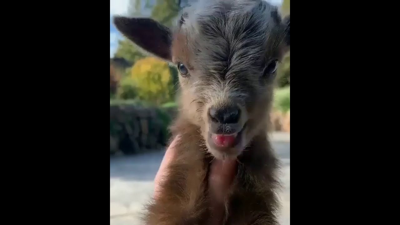 Baby Goat Cute Compilation | Kid sound effects