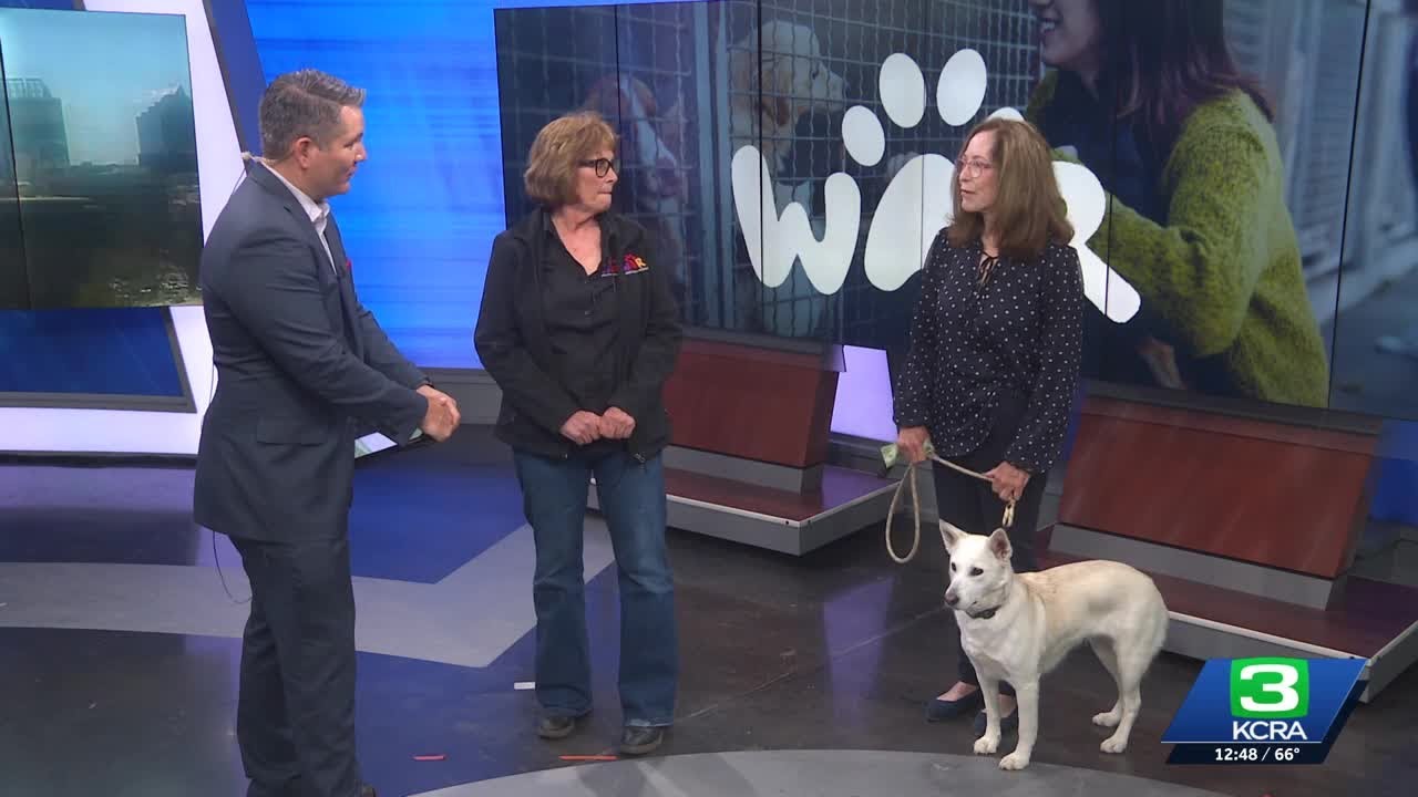 Wilton Animal Rescue hosts a crab feed to help save more dogs