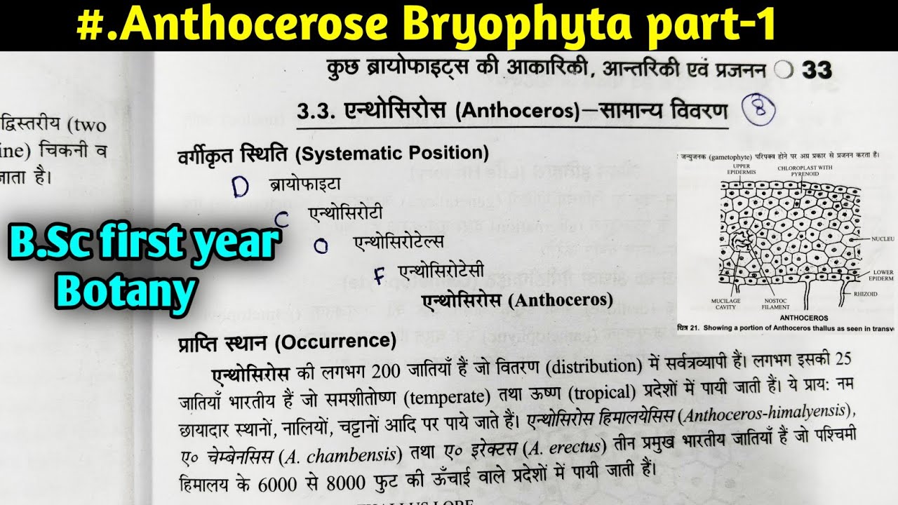 Anthoceros Bryophyte part-1 || Morphology and Anatomy of Anthoceros ||B.Sc first year Botany 2nd sem