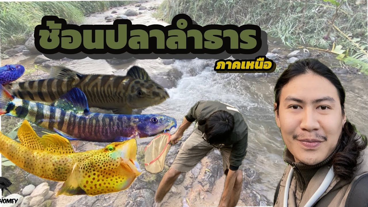 ช้อนปลาลำธารน้ำตก มาเลี้ยงในตู้น้ำไหล betta art homey EP.2