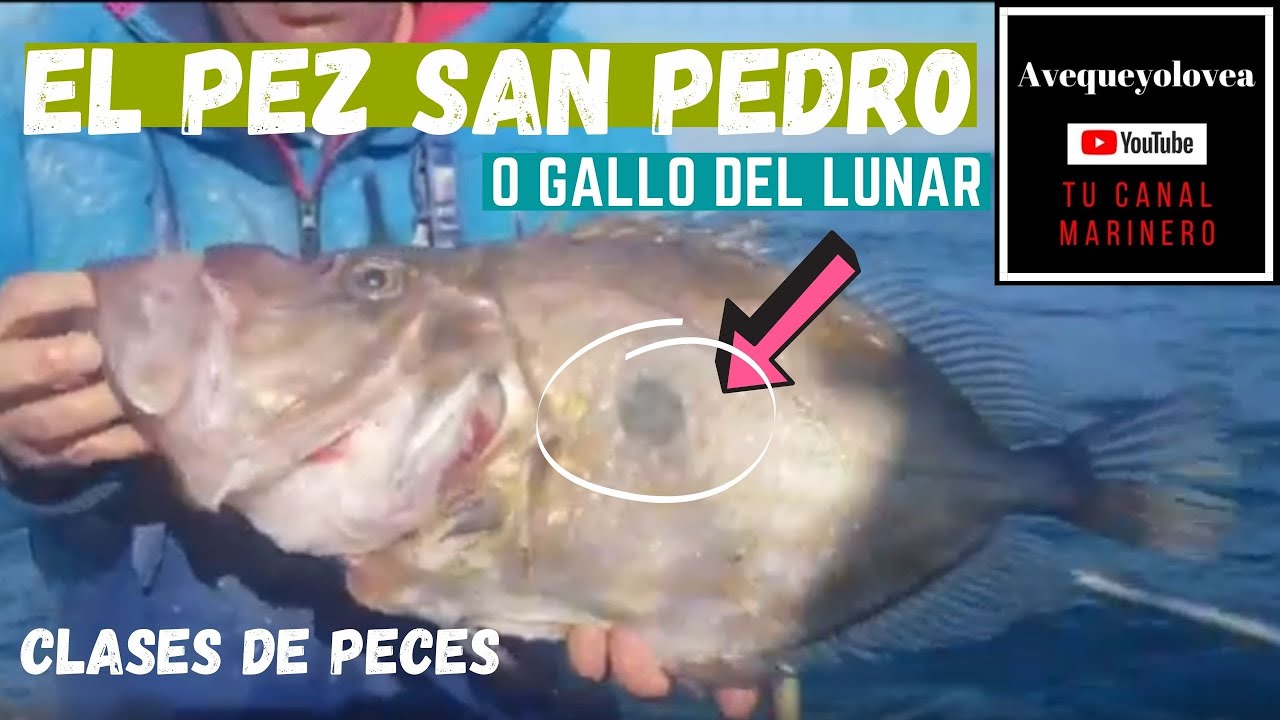 El pez San Pedro o gallo del lunar