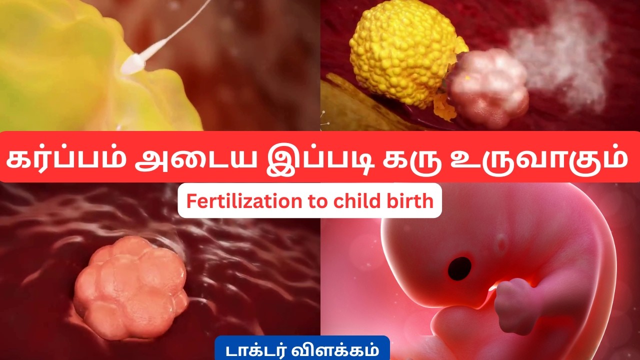 How  Baby Forms from One Sperm? Fertilization Explained with animation in tamil|Drpriya #conception