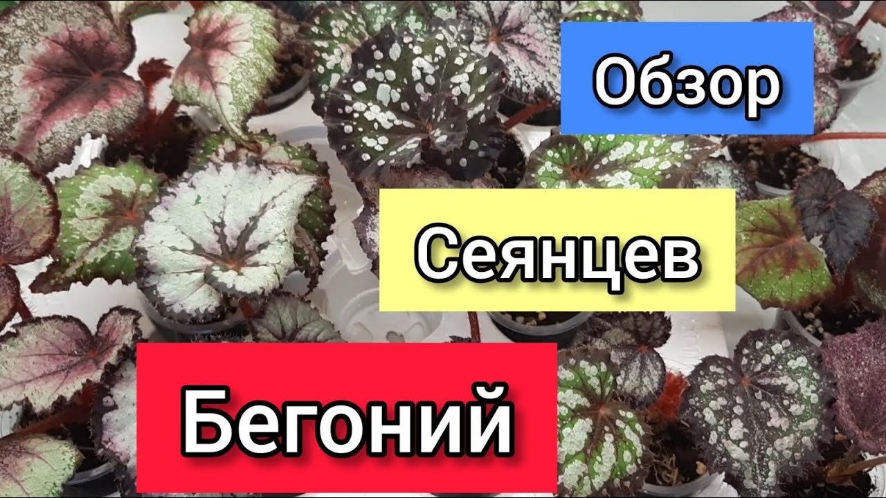 ОБЗОР СЕЯНЦЕВ БЕГОНИИ ДЕКОРАТИВНО-ЛИСТВЕННОЙ.
