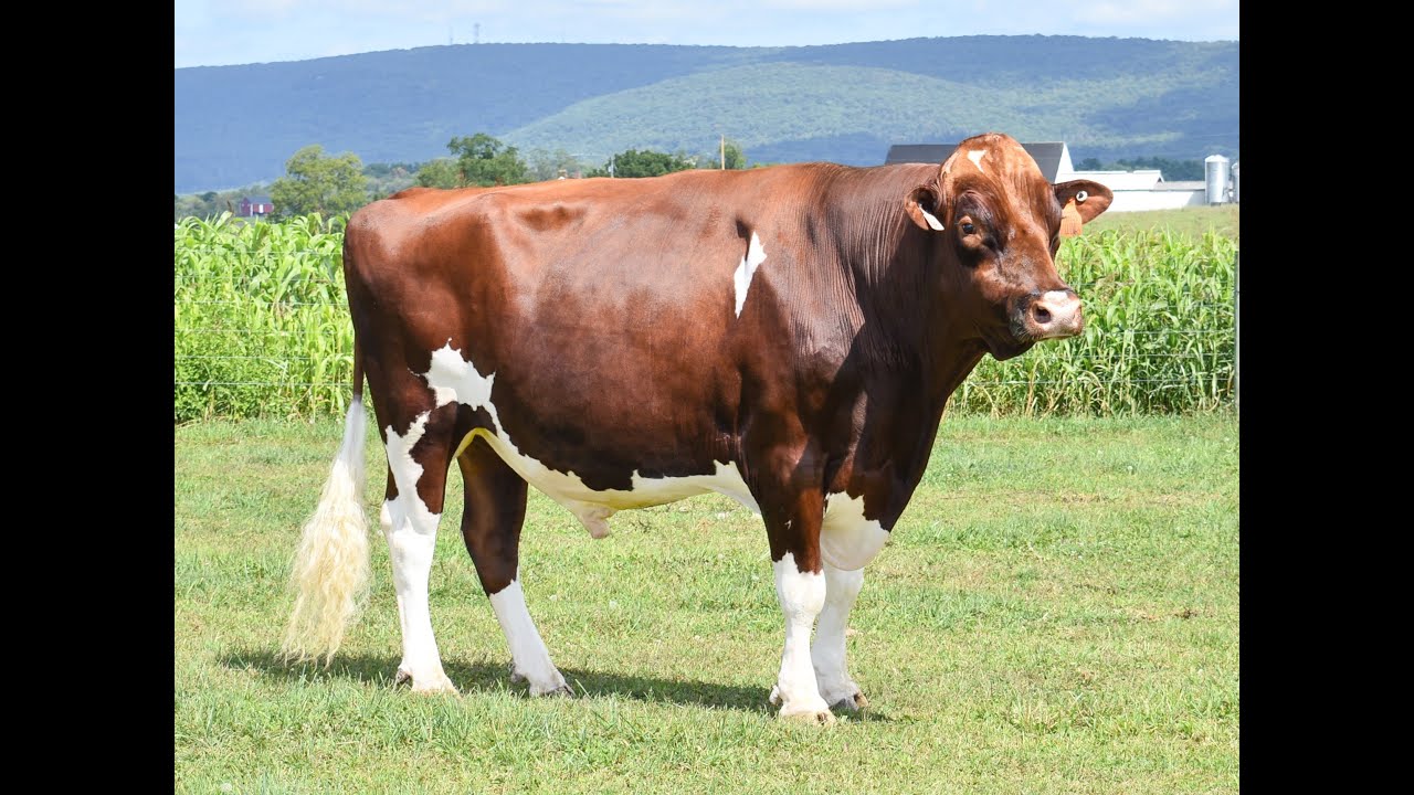 525HO138 Apple=Pts CHALLENGER-RED