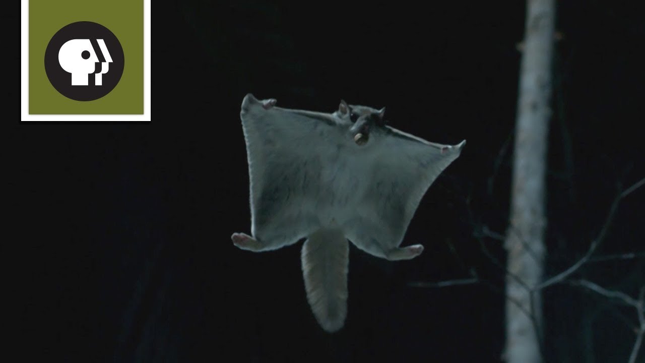 How the Flying Squirrel Soars