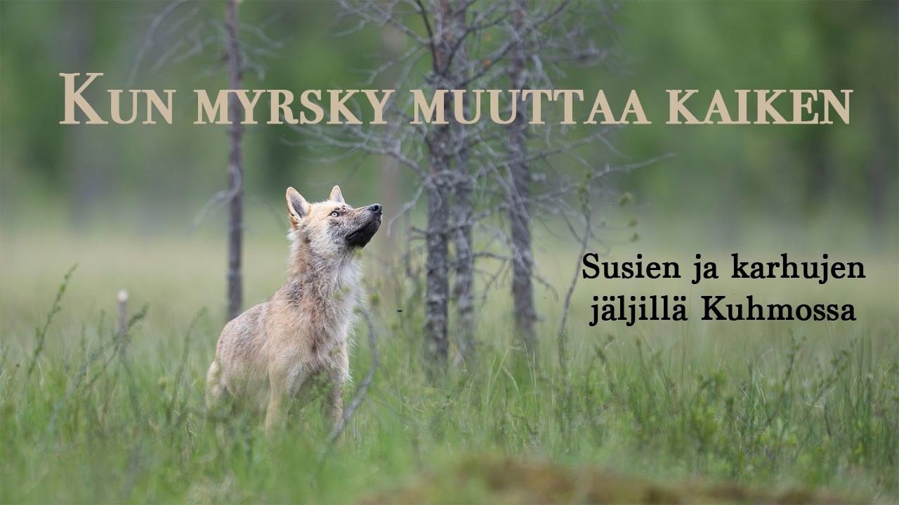 Kun myrsky muuttaa kaiken. Susien ja karhujen j&auml;ljill&auml; Kuhmossa.