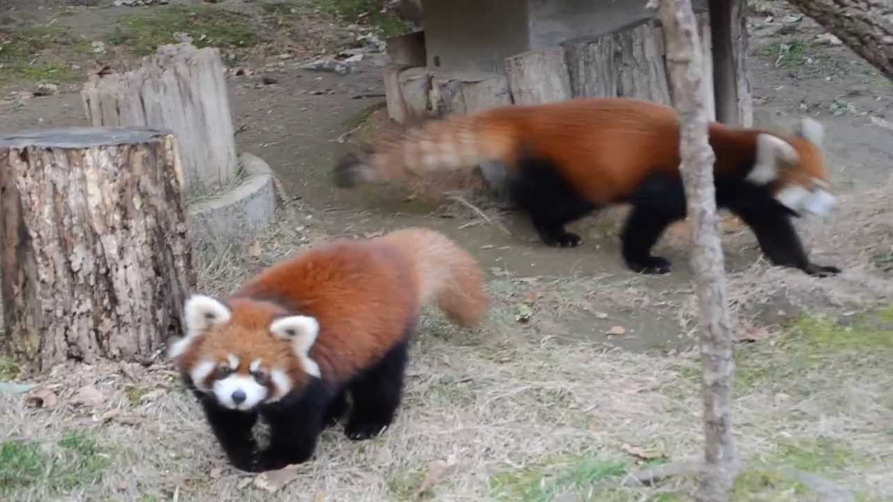 ミルキー、ミンファ　親子のふれあい