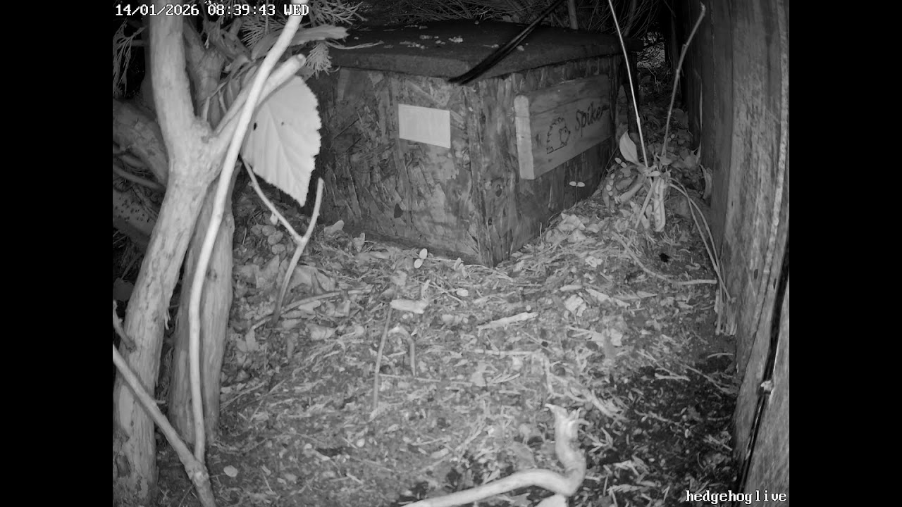 Hedgehog Live Live Stream