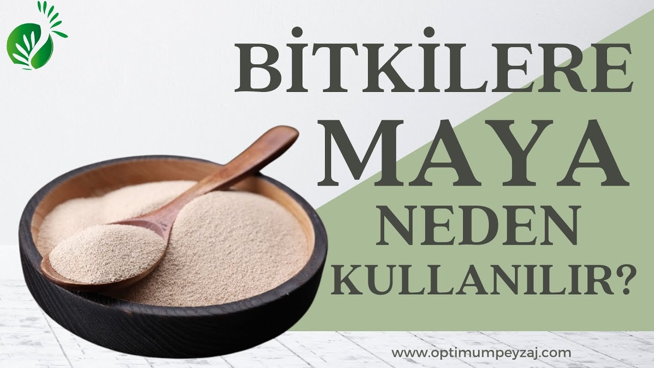 ÇİÇEKLERİNİZİ MAYA İLE COŞTURUN! BİTKİLERDE MAYA KULLANIMI FAYDALARI / ORGANİK MAYA GÜBRESİ YAPIMI