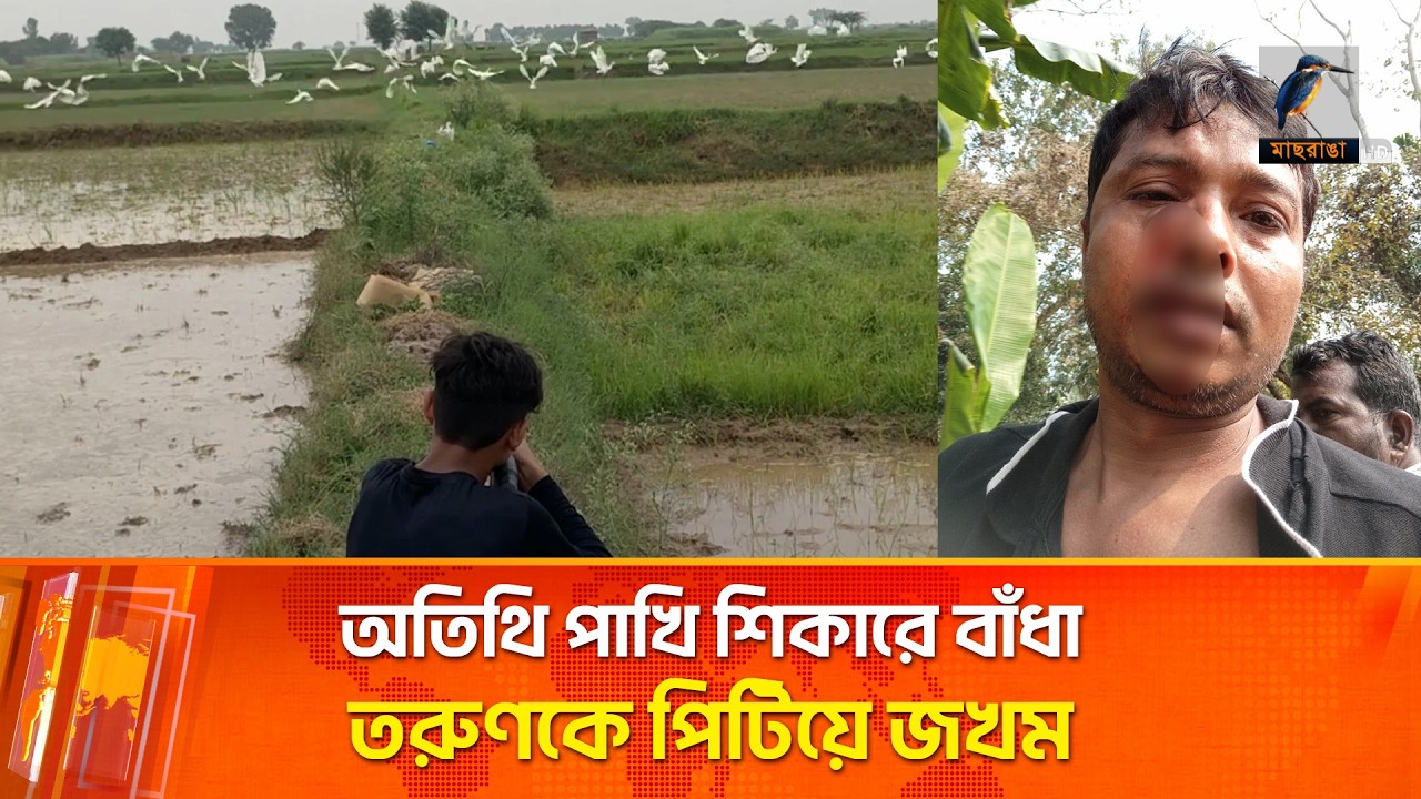 অতিথি পাখি শিকারে বাঁধা দেওয়ায় তরুণকে পি'টি'য়ে জ'খ'ম | ASKOR | AGAILJHARA  | Maasranga News