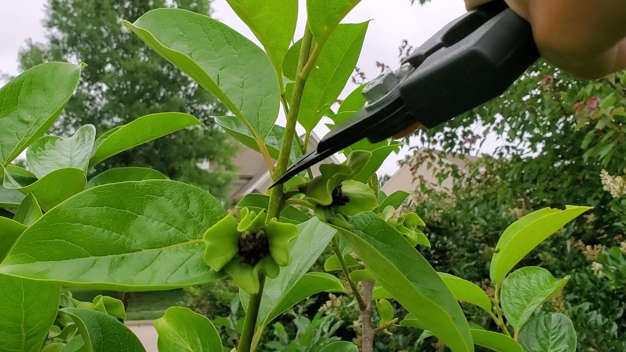 Persimmon Tree Pruning - zone 7b - May 2020