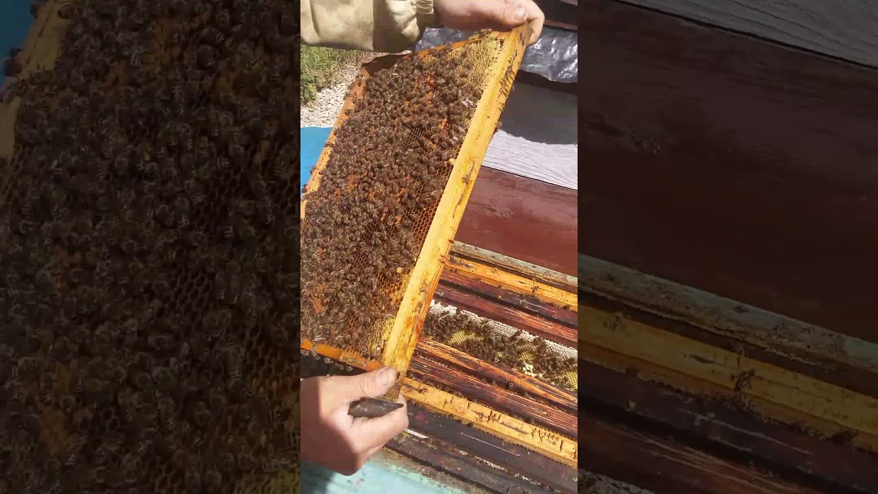 M&eacute;h&eacute;szet tavaszi munka rajz&aacute;s meg&aacute;ll&iacute;t&aacute;sa tuti tipp