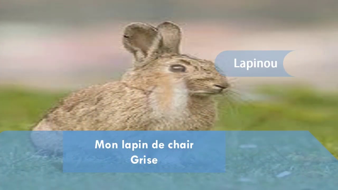 Cuniculture(Elevage lapin)