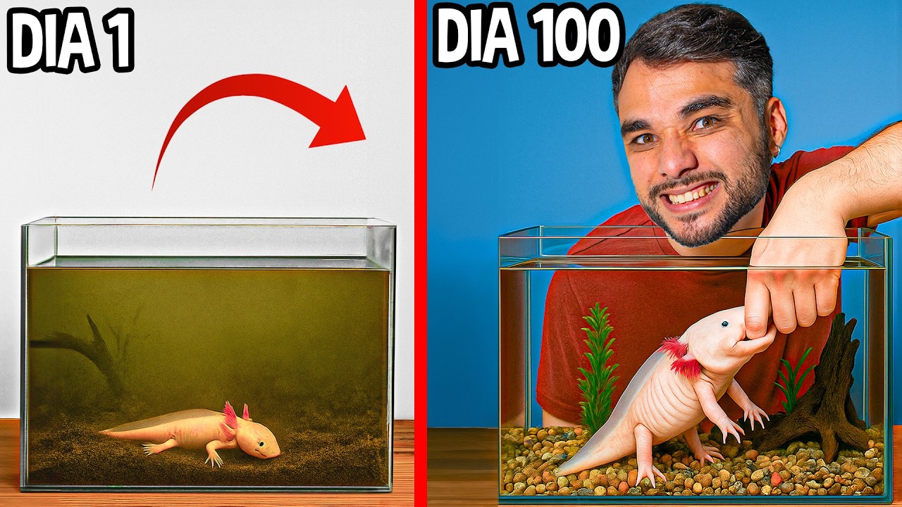 Rescat&eacute; un ajolote abandonado y lo cuide por 100 dias