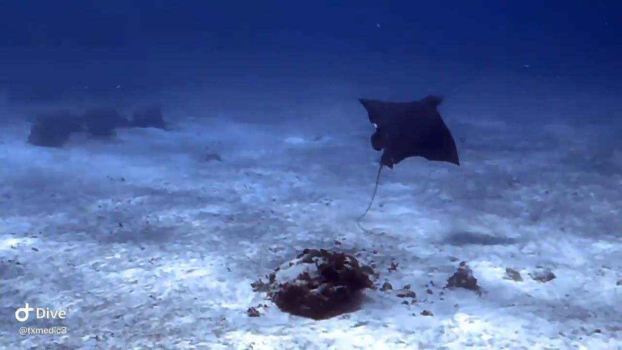 Scuba Diving in Cozumel, MX