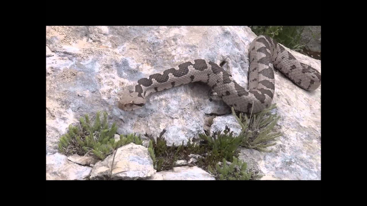 Montivipera xanthina (Osmanlı Engereği, Şeritli Engerek / Otttoman Viper)