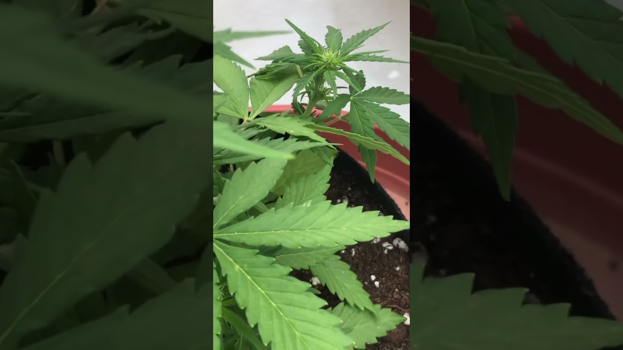 31 день автоцветам марихуаны, убрал гусениц и тлю #бошки #шишки #outdoor #pot #+speed #redpoison
