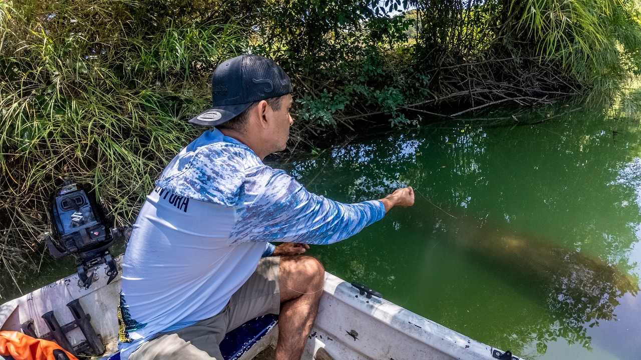 Pescando y cocinando guapotes de río usando una carnada muy efectiva con línea y anzuelo
