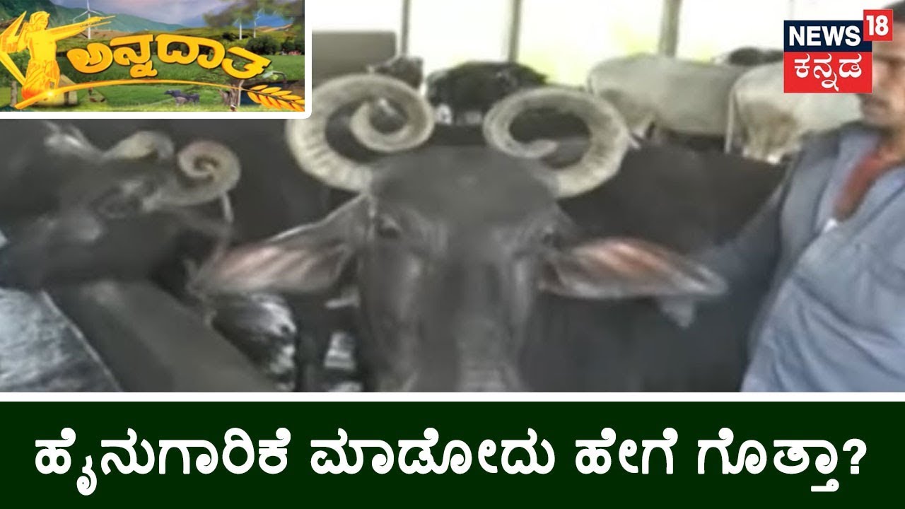 ಅನ್ನದಾತ | Dairy Farming: Tips From A Successful Dairy Farmer Paareesh Baragali
