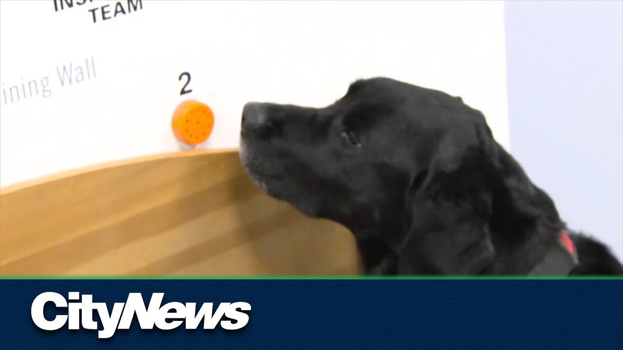 Detecting dogs being used to sniff out bed bugs