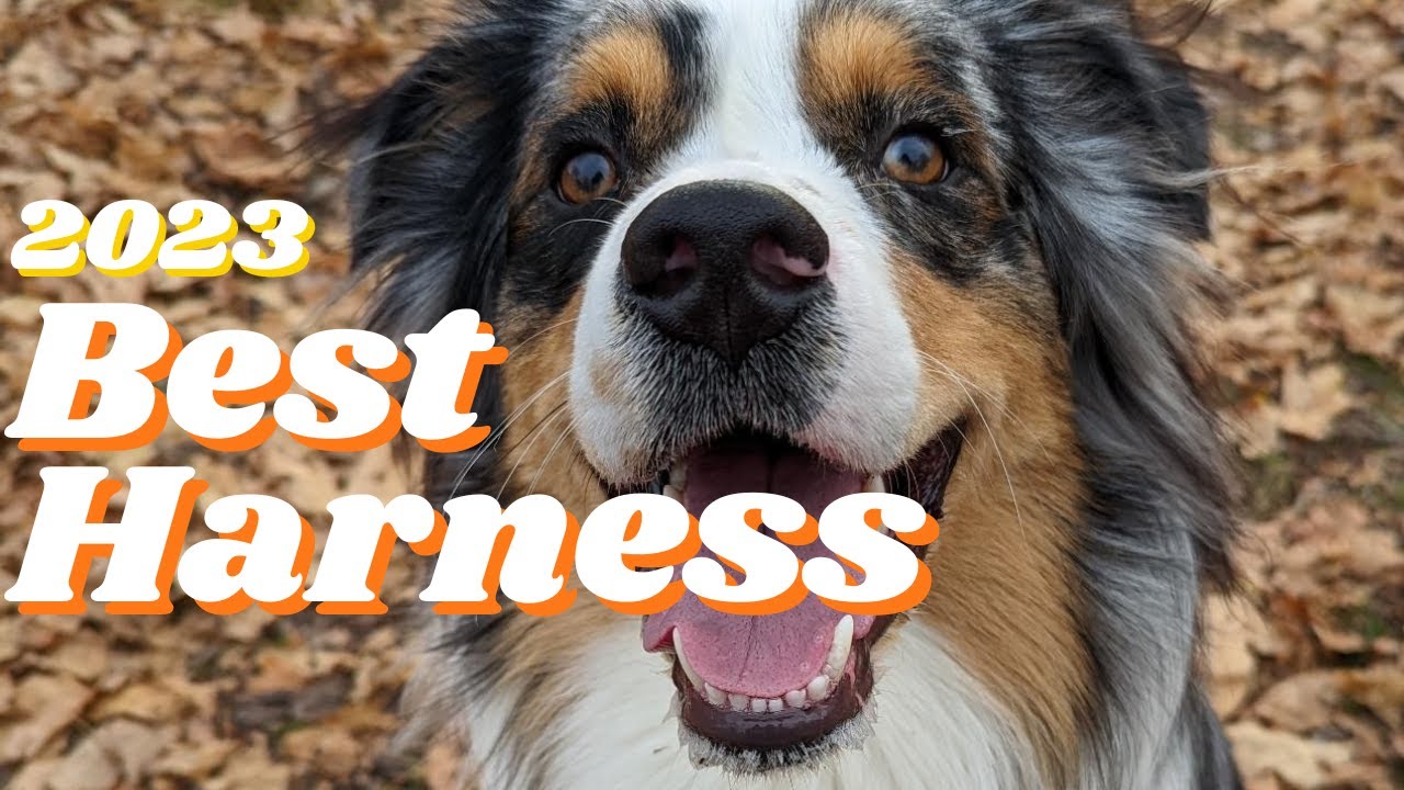 Best Multi-Function Dog Harness of 2023! Kurgo Enhanced Strength Tru-Fit Dog Car Harness Review