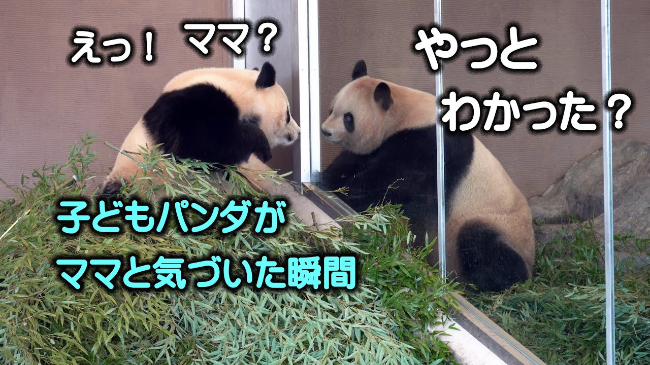 ママが鳴いて呼びかける、やっと気がつく楓浜、もおなかぺこぺこ忙し過ぎる楓浜🍁