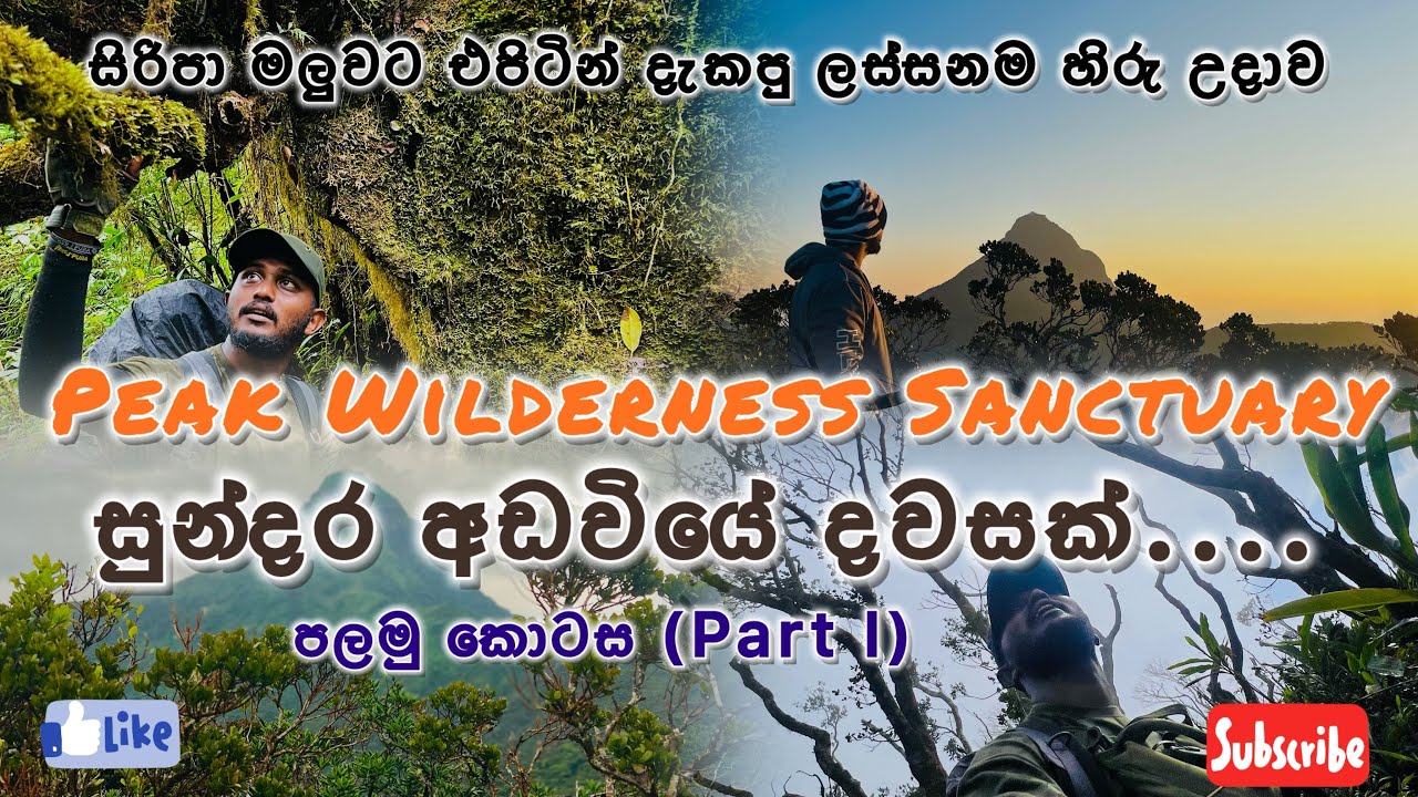 සුන්දර ශ්‍රී පාද අඩවියේ ඉසව්වක් සොයා 🌝🍃😍 | Peak Wilderness Sanctuary 🍃✨|