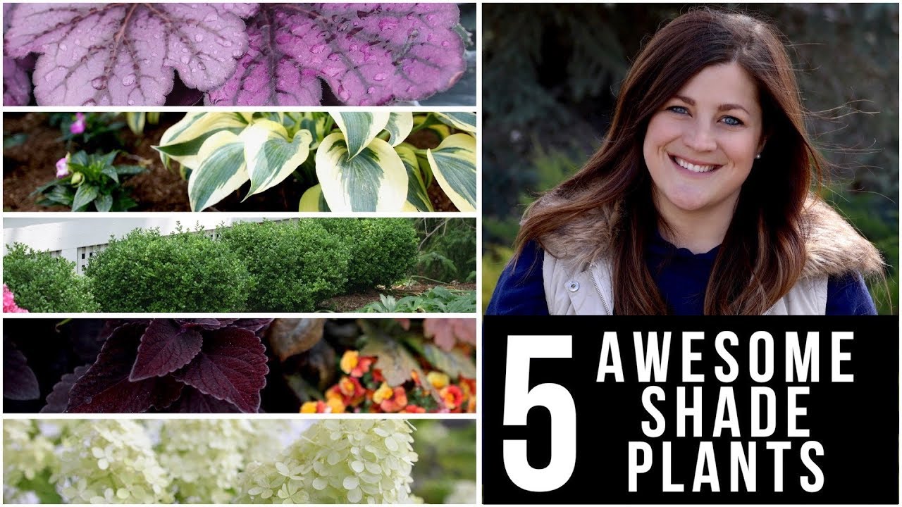 5 потрясающих растений для тени! 🌿🌥👍 // Garden Answer