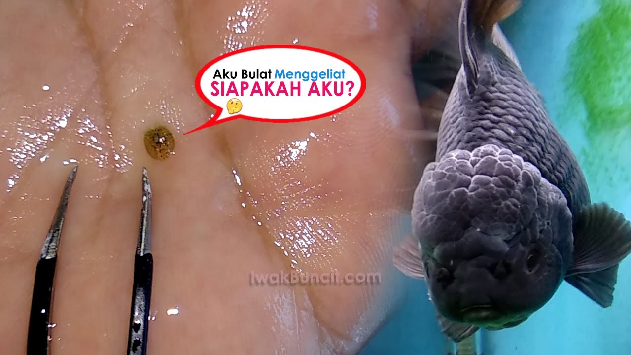Badan, Ekor Ikan Mas Koki Muncul Bentol Merah? Fix Digigit Kutu Bulat: Ini Cara Membasminya