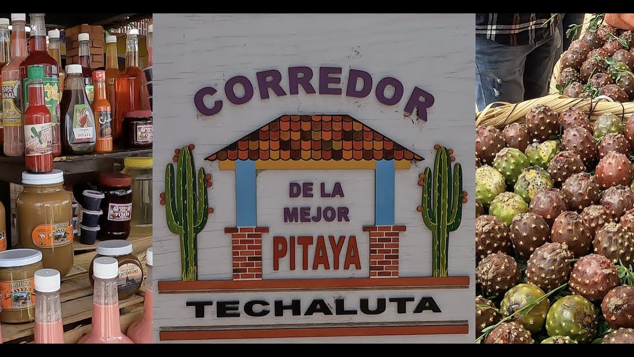 Techaluta Jalisco Y Sus Pitayas