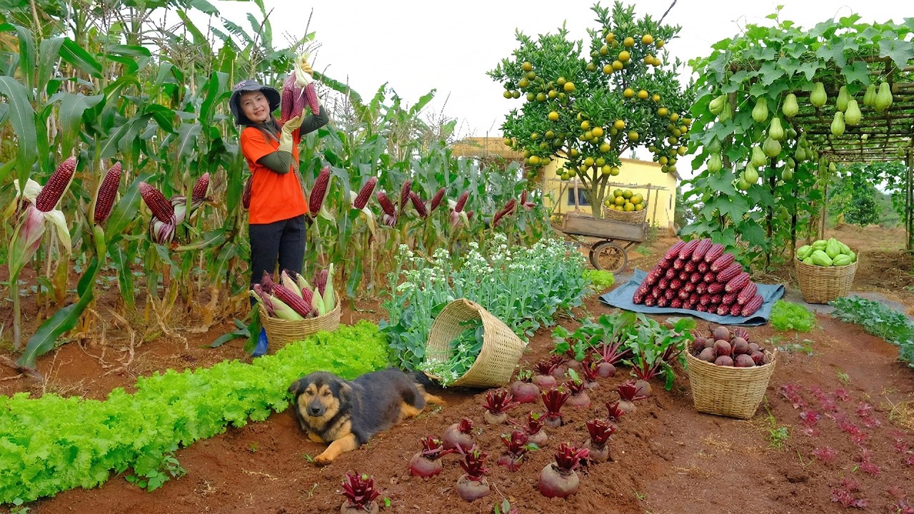 Harvest Purple Queen Corn After 100 Days Of Growing To Sell At The Market – Peaceful Farm Life