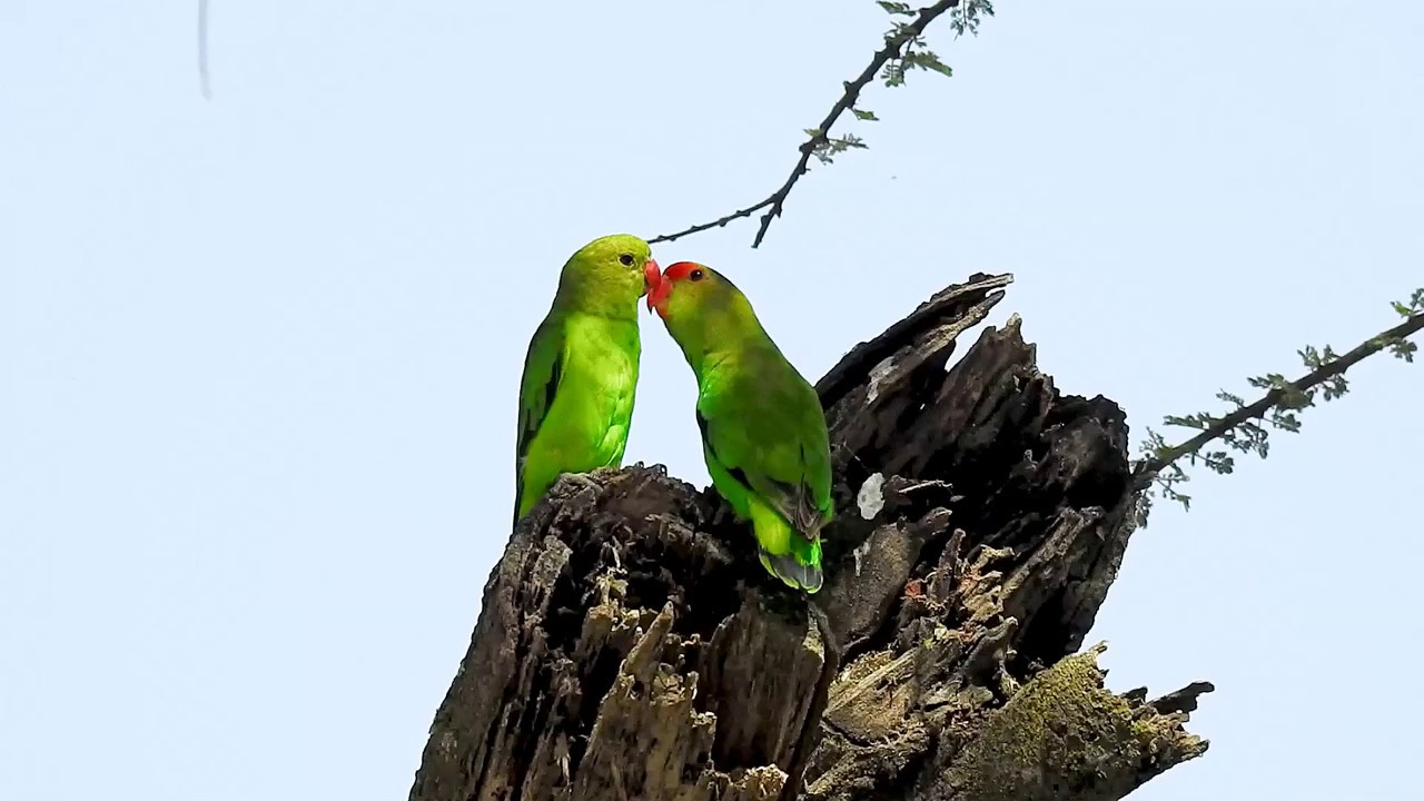 Lovebird Black winged kisses DSCN6763