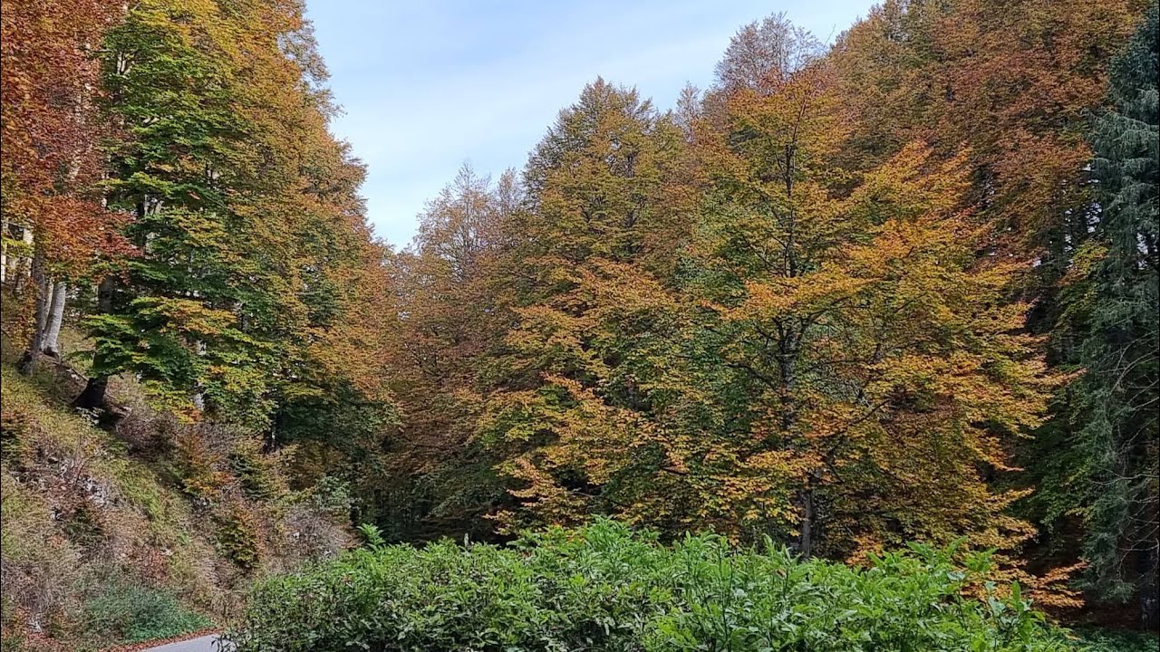 Il Piano del Cansiglio -  Foliage d'autunno