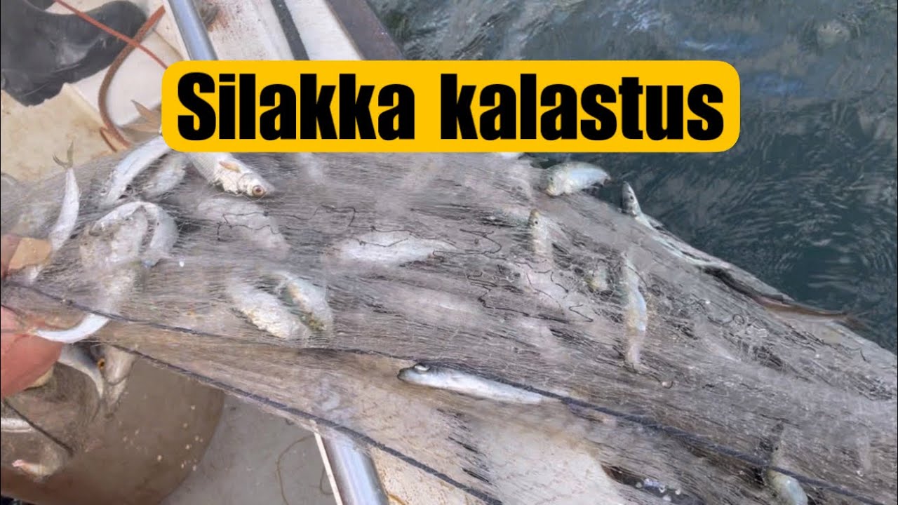 SILAKKA KALASTUS || STRÖMMING FISKE || HERRING FISHING